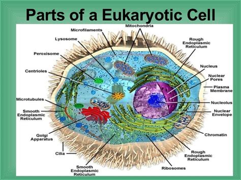 We did not find results for: 4.2 Parts Of A Eukaryotic Cell