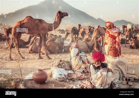Pushkar India Nov 19 2015 Camel Traders Camp With Their Herds At