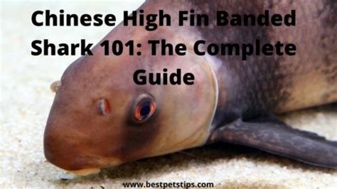 Chinese High Fin Banded Shark 101 The Complete Guide