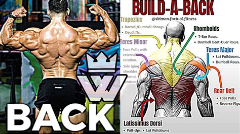 How To Exercise To Build Big Back Muscles All