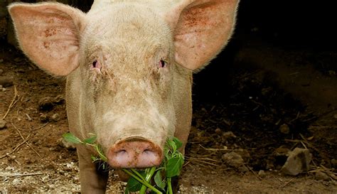 Pig Eating Scraps Carlos Bustamante Restrepo Flickr Hobby Farms