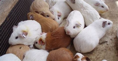 My oldest one was a cockerel who lived to 11 but this is rare. Guinea Pig Life Span | How Long Do Guinea Pigs Live ...