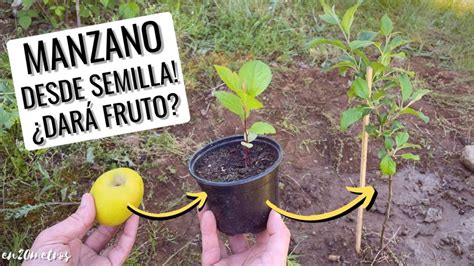 Descubre Cuánto Tiempo Tarda En Dar Fruto El Manzano