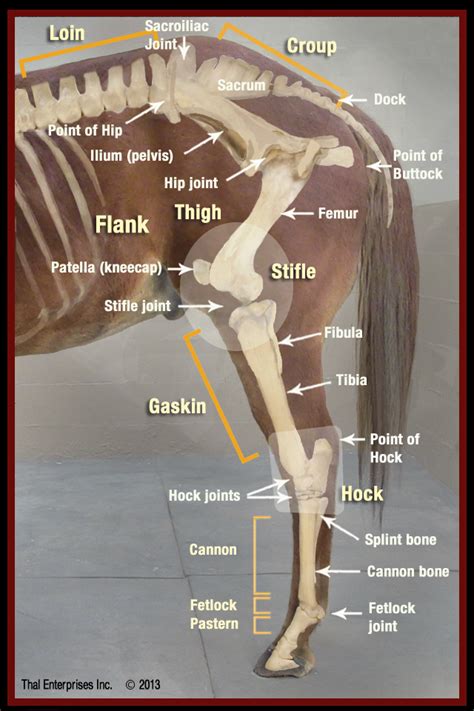 Equine Hock Joint