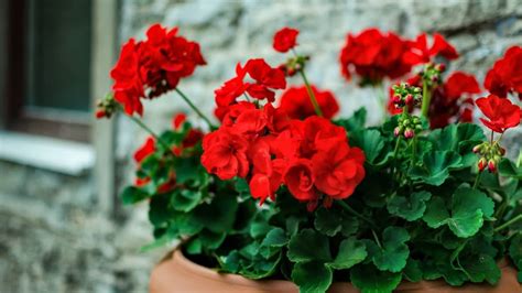 Will Geraniums Grow Indoors All Year Round Indoor Garden Tips