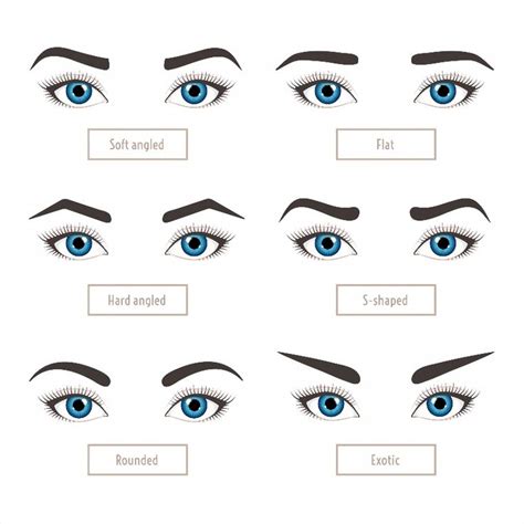 6 Basic Eyebrow Shape Types Classic Type And Other Vector