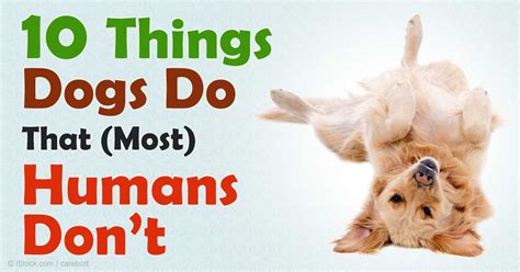 Does Your Dog Do Any Of These 10 Perplexing Behaviors