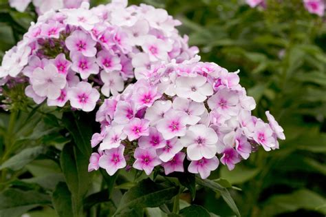 Phlox Paniculata John Fanick Garden Phlox Garden Center Marketing