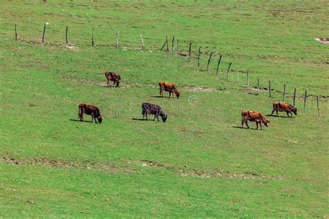 Grazing Cows On A Mountain Green Pasture Stock Image Image Of Copy