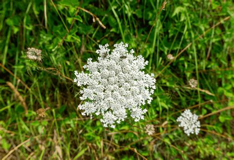 Weed Wednesday Wild Carrot Experigreen