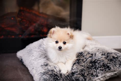 Ig Blondepomeranians Pomeranian Puppy On Pillow By Fireplace Cozy