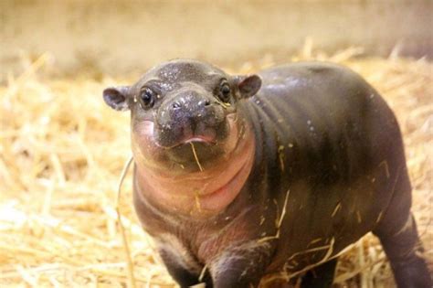 Детеныш карликового бегемота Baby Hippo Cute Hippo Baby Hippopotamus
