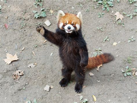 Panda Rosso Dove Vive Cosa Mangia E Perché è A Rischio Estinzione Ohga