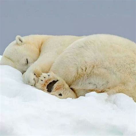 Sleeping Polar Bear Polar Bear Cute Animals Teddy Bear Collection
