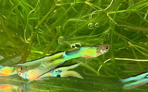Lyretail Guppies 101 Some Excellent Tips You Cant Miss