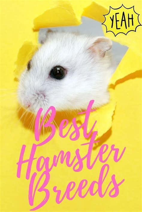 Which Hamster Breeds Are Perfect For You To Keep At Home Hamster