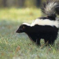Now that you know how to keep skunks away from your yard to prevent an accidental encounter, why not share our skunk deterrent methods with your circle of friends and. How to Get Rid of Skunks Digging Mulch | eHow