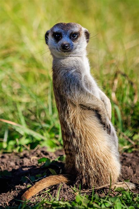 South Africa 2016 Meerkats Daniel Knieper Flickr