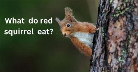 What Do The Red Squirrels Eat Detailed Guide