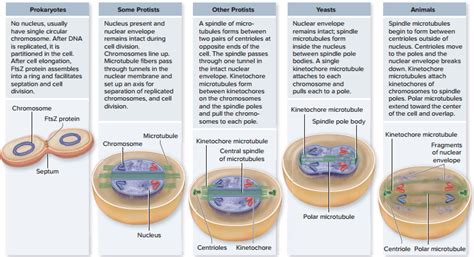 Prokaryoticbacterial Cell Division Biology