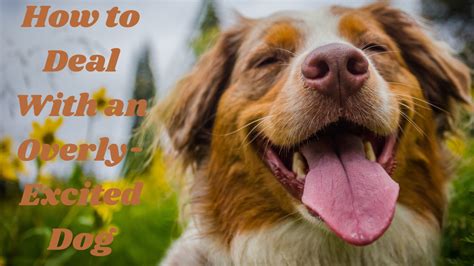 How To Deal With An Overly Excited Dog Dog Training Advice Tips