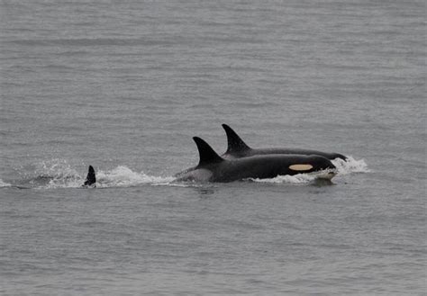 More Than One Endangered Southern Resident Killer Whale Believed To Be