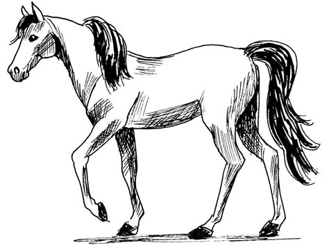 296 Dessins De Coloriage Cheval à Imprimer Sur Page 14