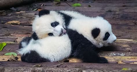 After 3 Decades Giant Pandas Are No Longer Endangered And It Gives Us
