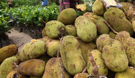 Jackfruit Becomes Official Fruit Of Kerala