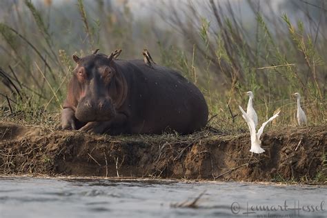 The Zambezi River Lensman Lennart Hessel Photography