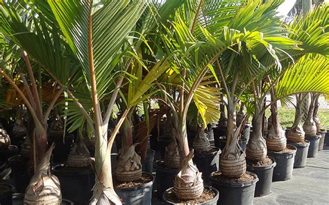 Maui Spikeless Palm Trimming Additional Services