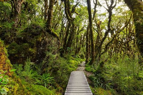 12 Largest Rainforests In The World And Where To Find Them Atlas And Boots