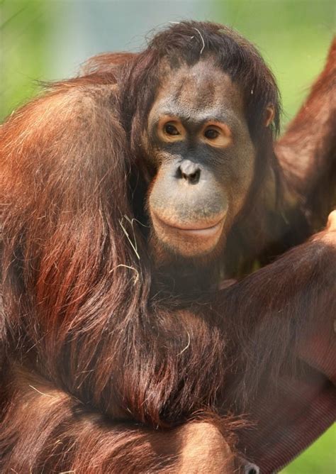 This Pregnant Orangutan Is Having A Baby Shower Registered At Target