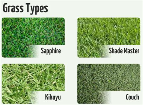 A grass seed type that is native to north america, it is a warm season plant. | eturf