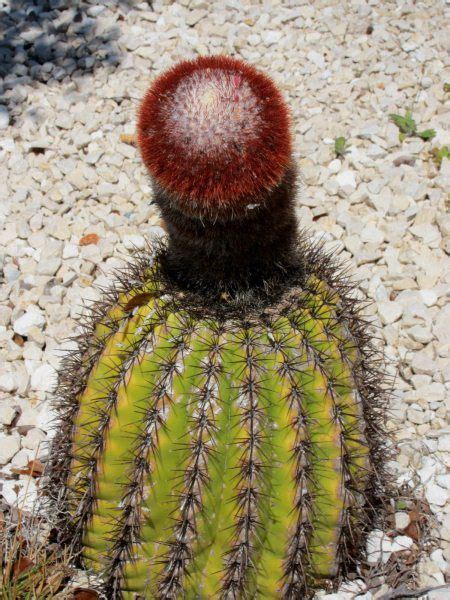 A Cactus With A Red Ball On It S Head Sitting In The Middle Of Gravel