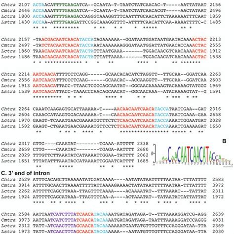 Tra Gene Organization And Sex Specific Transcripts In C Hominivorax