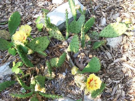 They are however an increasingly popular landscaping plant because they do not require much maintenance for you. Intuitive Value: Spring to Mid-Summer Garden and Landscape