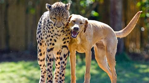 20 Unlikely Animal Friendships That Will Surprise You Page 3 Of 5