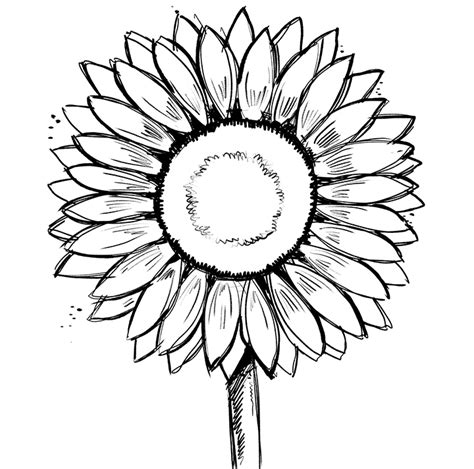 How To Draw A Sunflower Easily Adobe