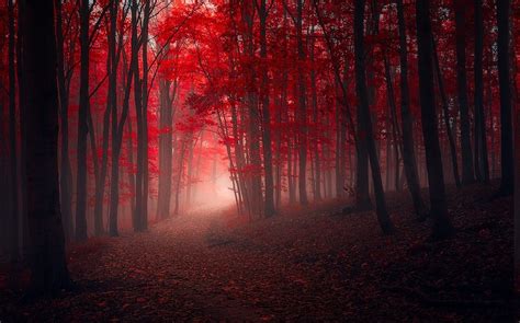 Nature Landscape Trees Fall Red Path Leaves Mist