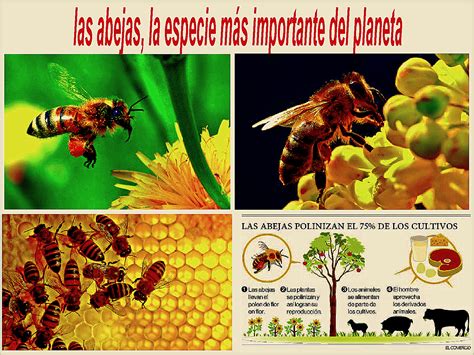 las abejas la especie más importante del planeta