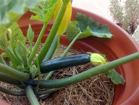 Growing Zucchini Courgettes In Pots Big Gardening