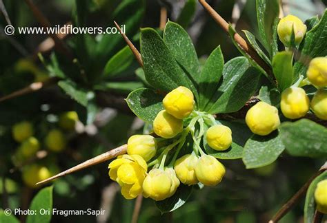 Berberis Libanotica