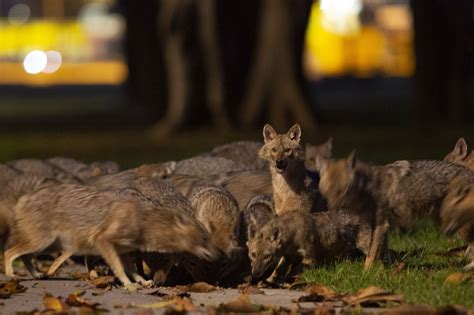 jackals are roaming in tel aviv s hayarkon park the washington post