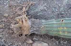Roots of cacti are relatively shallow, with mean depths of 7 to 11 cm for various species native to the sonoran desert and 15 cm for cultivated opuntioids; Root system of wind-blown saguaro, showing that most roots ...