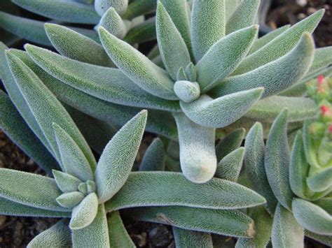 How do fuzzy succulents work. Crassula Mesembryanthemoides - Fuzzy Succulent, Perfect ...