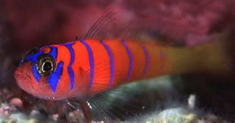 A Very Peaceful Marine Fish The Catalina Gobythe Catalina Goby Or