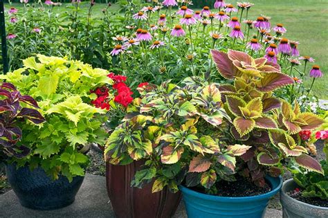 How To Plant And Grow Coleus Gardeners Path