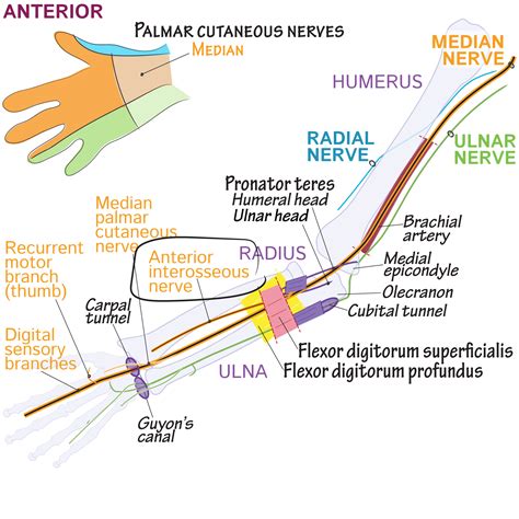 Anterior Interosseous Nerve Draw It To Know It