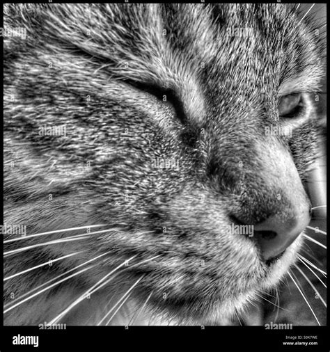 Blinking Cat Black And White Stock Photos And Images Alamy